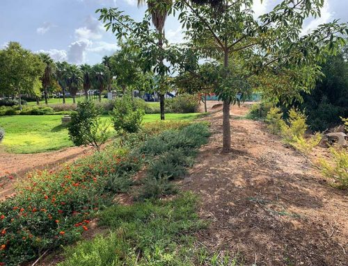 הקמה ואחזקת גינות ציבוריות