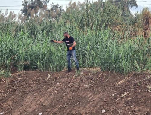 שתילת עצים והקמת מערכת שקייה במגדל צדק ראש העין