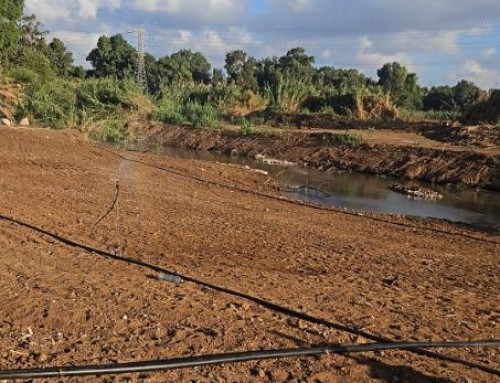 שתילת עצים והקמת מערכת שקייה במגדל צדק ראש העין