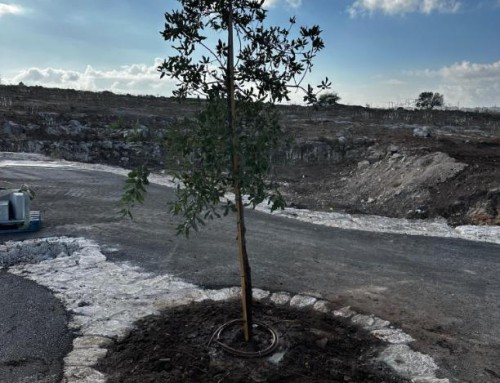 שיקום מחצבת מגדל צדק ראש העין