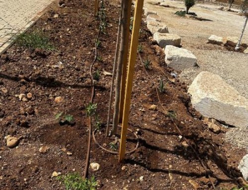 שיקום מחצבת שוהם