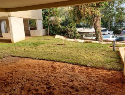 שדרוג גינה ברחוב אליהו צורי 14 תל-אביב