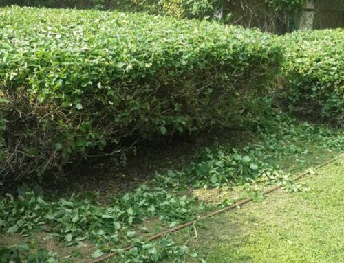 עבודות גינון ציבורי לעריית חולון