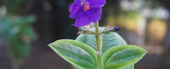 הקמת גינה טרופית