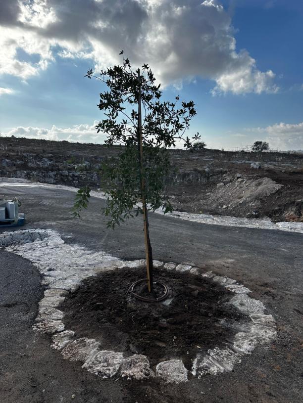 שיקום מחצבת מגדל צדק ראש העין