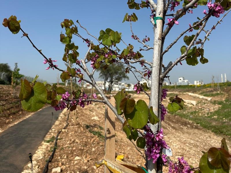 פרויקט שיקום נחל קנה