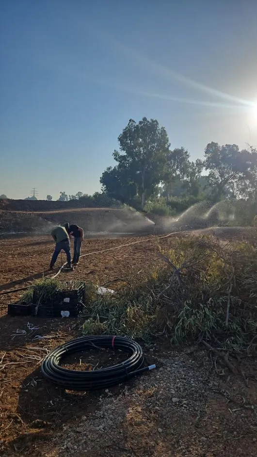 השקיה בממטירים ושתילה בשטח פתוח לצד צמחיית נחל – מגדל צדק, ראש העין השקיה בממטירים ושתילה בשטח פתוח לצד צמחיית נחל – מגדל צדק, ראש העין