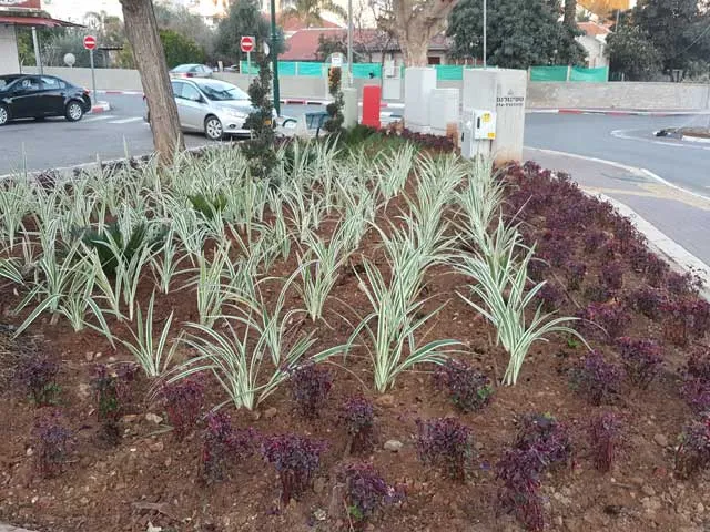 ערוגה חדשה בכיכר ראובן בגדרה עם צמחים בשני גוונים ערוגה חדשה בכיכר ראובן בגדרה עם צמחים בשני גוונים
