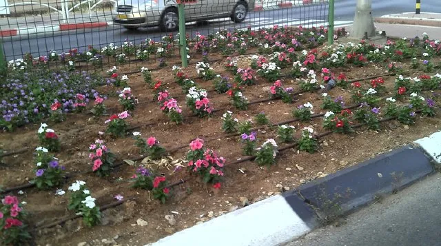 פרחים עונתיים בערוגה לאורך מעקה בצד הכביש בגדרה פרחים עונתיים בערוגה לאורך מעקה בצד הכביש בגדרה