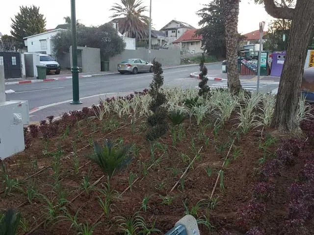 ערוגת רחוב עם שתילים צעירים וקווי טפטוף בגדרה ערוגת רחוב עם שתילים צעירים וקווי טפטוף בגדרה