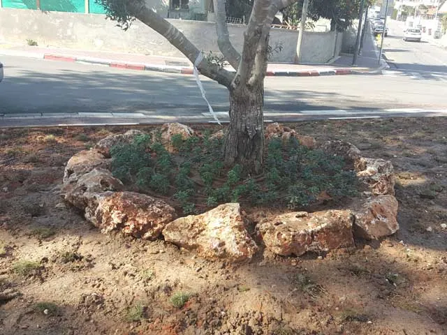 עץ בוגר עם טבעת סלעים ושתילה חדשה בכיכר ראובן, גדרה עץ בוגר עם טבעת סלעים ושתילה חדשה בכיכר ראובן, גדרה