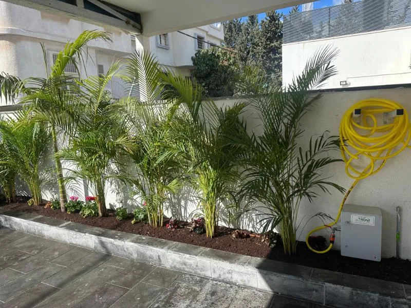 ערוגת דקלים לאורך קיר לבן בחצר משודרגת באור יהודה ערוגת דקלים לאורך קיר לבן בחצר משודרגת באור יהודה