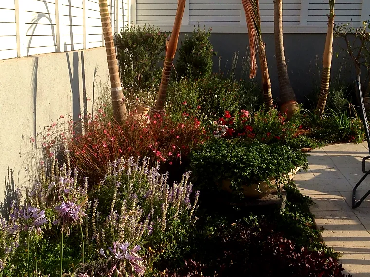 private-garden-flowering-bed ערוגה עשירה בלבנדר ובצמחי עלווה צבעוניים לאורך קיר בית פרטי