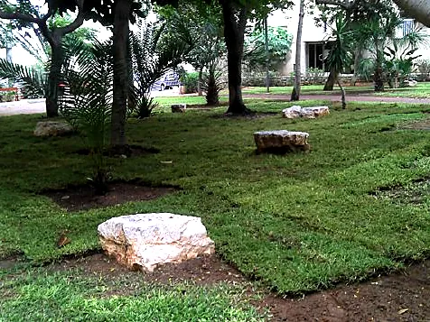 מדשאה חדשה עם סלעים דקורטיביים ועצים בוגרים בפארק ציבורי