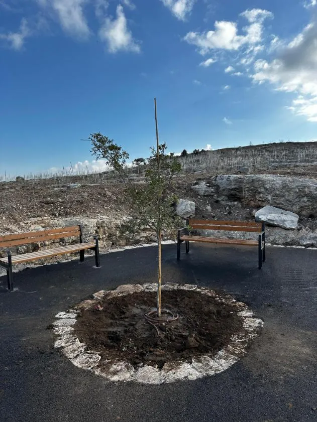 עץ צעיר בטבעת אבנים וספסלי עץ ברחבה בשיקום מחצבת מגדל צדק, ראש העין עץ צעיר בטבעת אבנים וספסלי עץ ברחבה בשיקום מחצבת מגדל צדק, ראש העין
