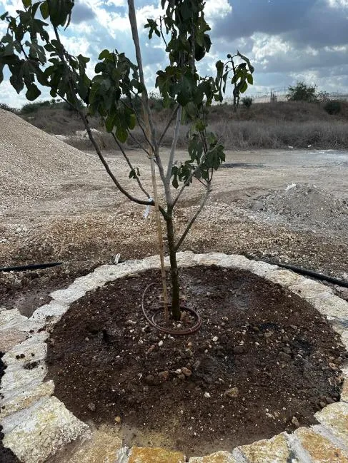 עץ צעיר עם טבעת טפטוף ותיחום אבנים בשטח מחצבה משוקמת עץ צעיר עם טבעת טפטוף ותיחום אבנים בשטח מחצבה משוקמת