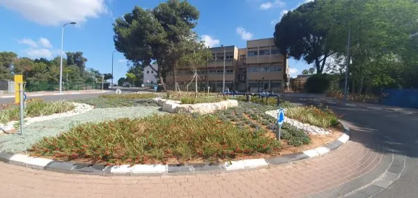כיכר תנועה מגוננת עם צמחי כיסוי, רב-שנתיים ושפת אבן ליד תיכון גבעת ברנר כיכר תנועה מגוננת עם צמחי כיסוי, רב-שנתיים ושפת אבן ליד תיכון גבעת ברנר