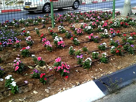 ערוגת פרחים עונתיים בשורות באי תנועה בצד כביש