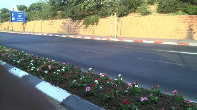 ערוגת פרחים עונתיים לאורך שפת כביש בגדרה ערוגת פרחים עונתיים לאורך שפת כביש בגדרה