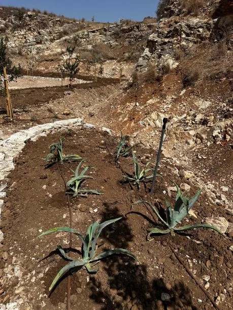 שתילת אגבות ושתילים בערוגה מתוחמת באבן – שיקום מחצבת שוהם שתילת אגבות ושתילים בערוגה מתוחמת באבן – שיקום מחצבת שוהם