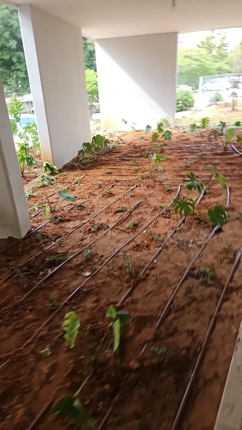 שתילה חדשה עם קווי טפטוף בערוגה ליד הבניין בתל אביב שתילה חדשה עם קווי טפטוף בערוגה ליד הבניין בתל אביב