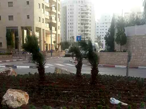 דקלים ושתילה חדשה בערוגה עירונית בין בנייני מגורים