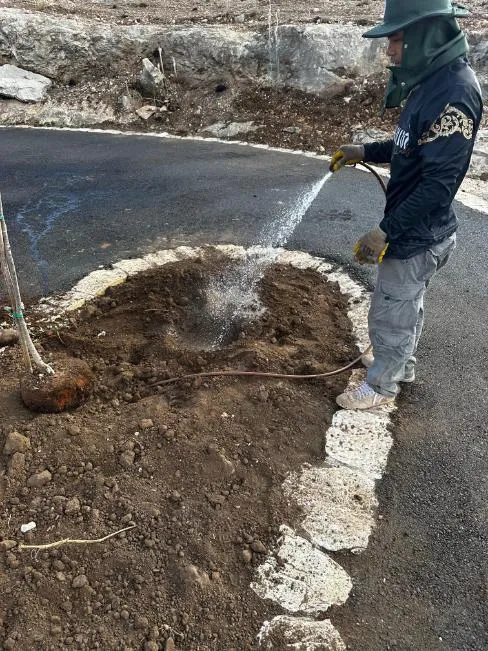 השקיית אגן של עץ חדש בטבעת אבנים לצד שביל השקיית אגן של עץ חדש בטבעת אבנים לצד שביל