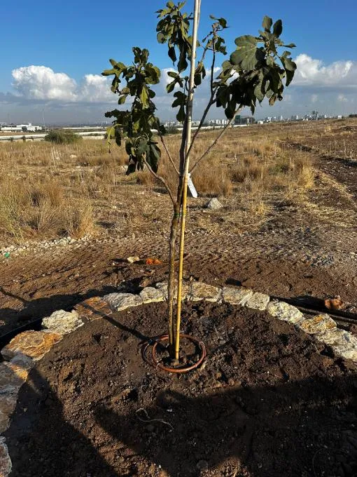עץ צעיר קשור לסמוכות עם טבעת טפטוף ותיחום אבנים עץ צעיר קשור לסמוכות עם טבעת טפטוף ותיחום אבנים