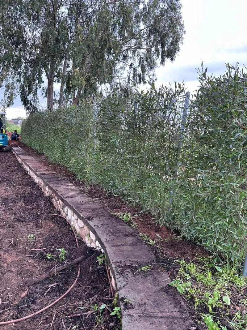 גדר חיה לשמירה על פרטיות לאורך שביל במעון נעורים גדר חיה לשמירה על פרטיות לאורך שביל במעון נעורים
